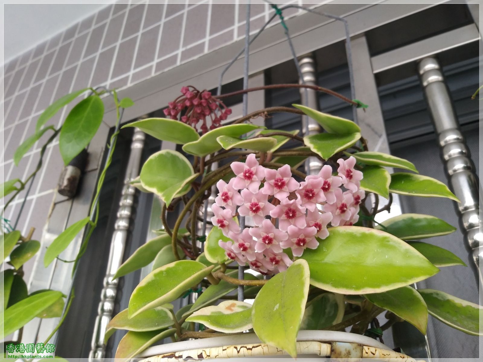 Hoya Carnosa -2019-005.jpg