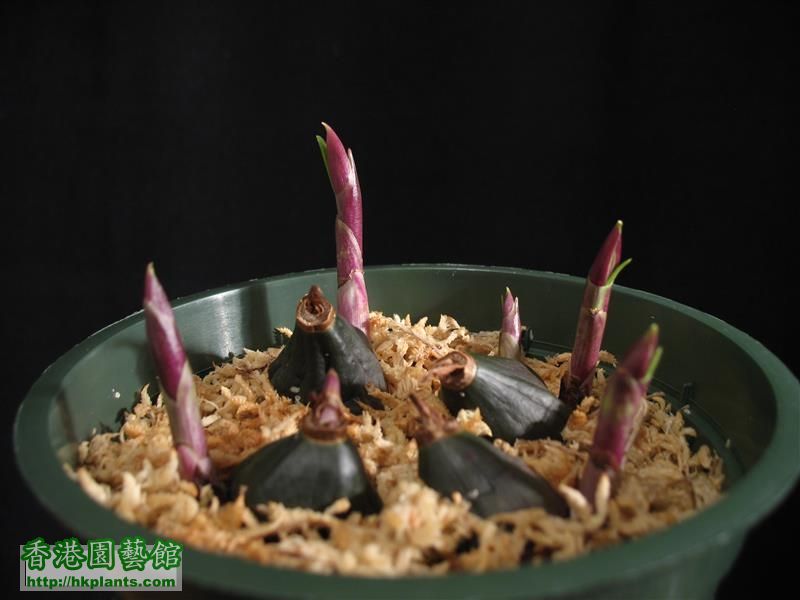 Pleione buldocodioides (3).JPG