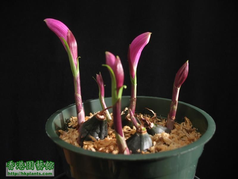 Pleione buldocodioides (4).JPG