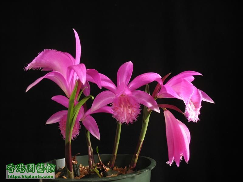 Pleione buldocodioides (14).JPG