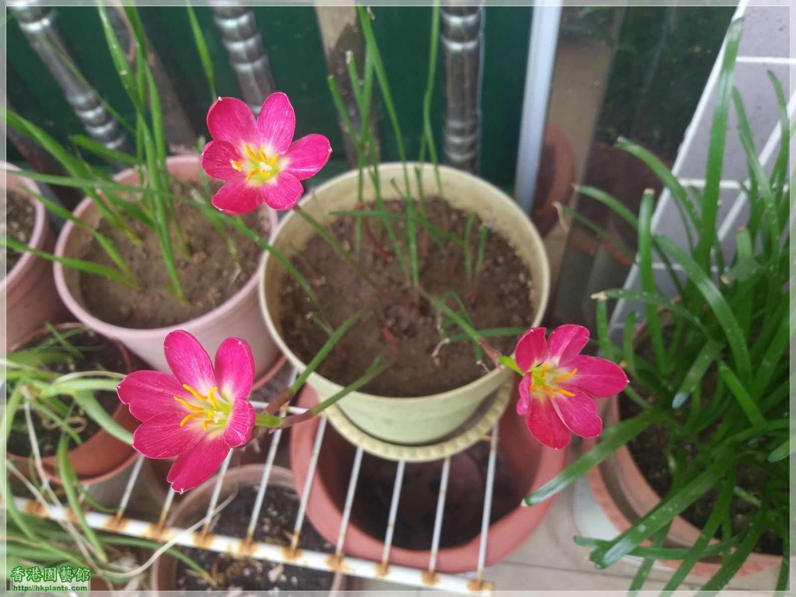 Zephyranthes katherinae 'Jacala Red'-2019-003.jpg