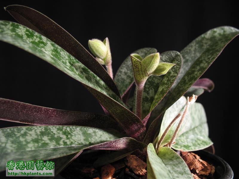 Paph. concolor (11).JPG