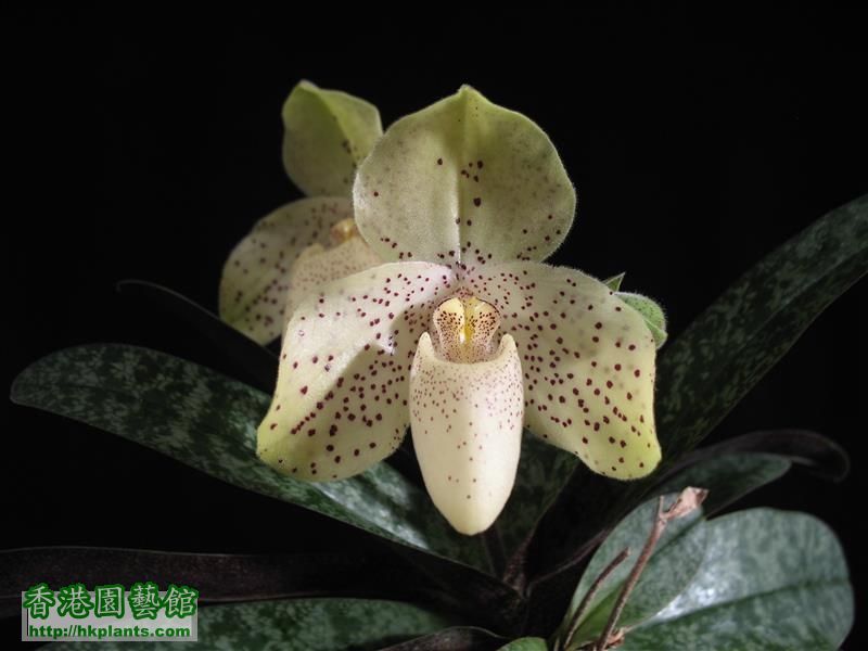 Paph. concolor (33).JPG