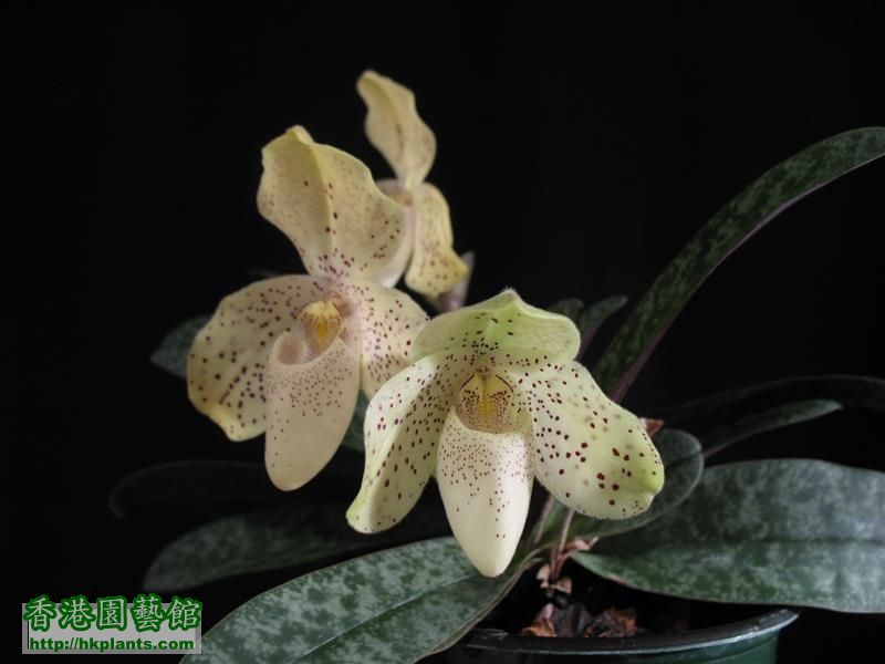 Paph. concolor (40).JPG