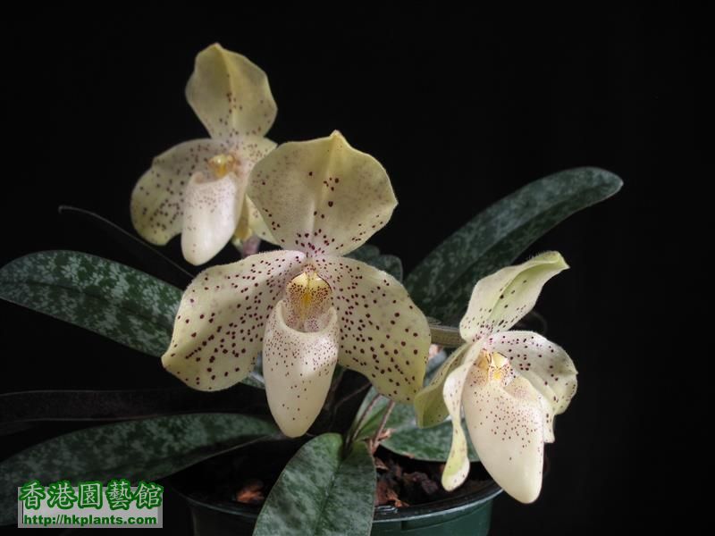 Paph. concolor (47).JPG