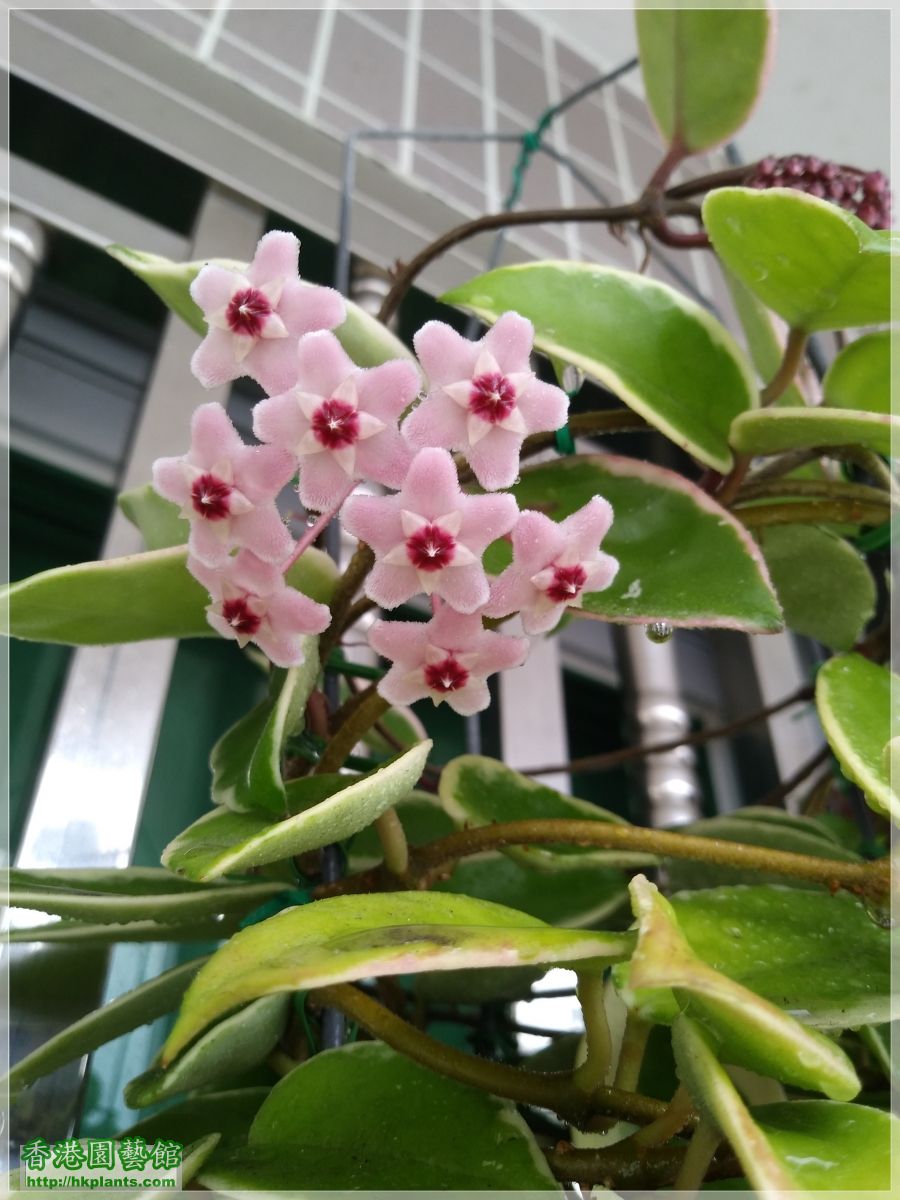 Hoya Carnosa -2019-008.jpg