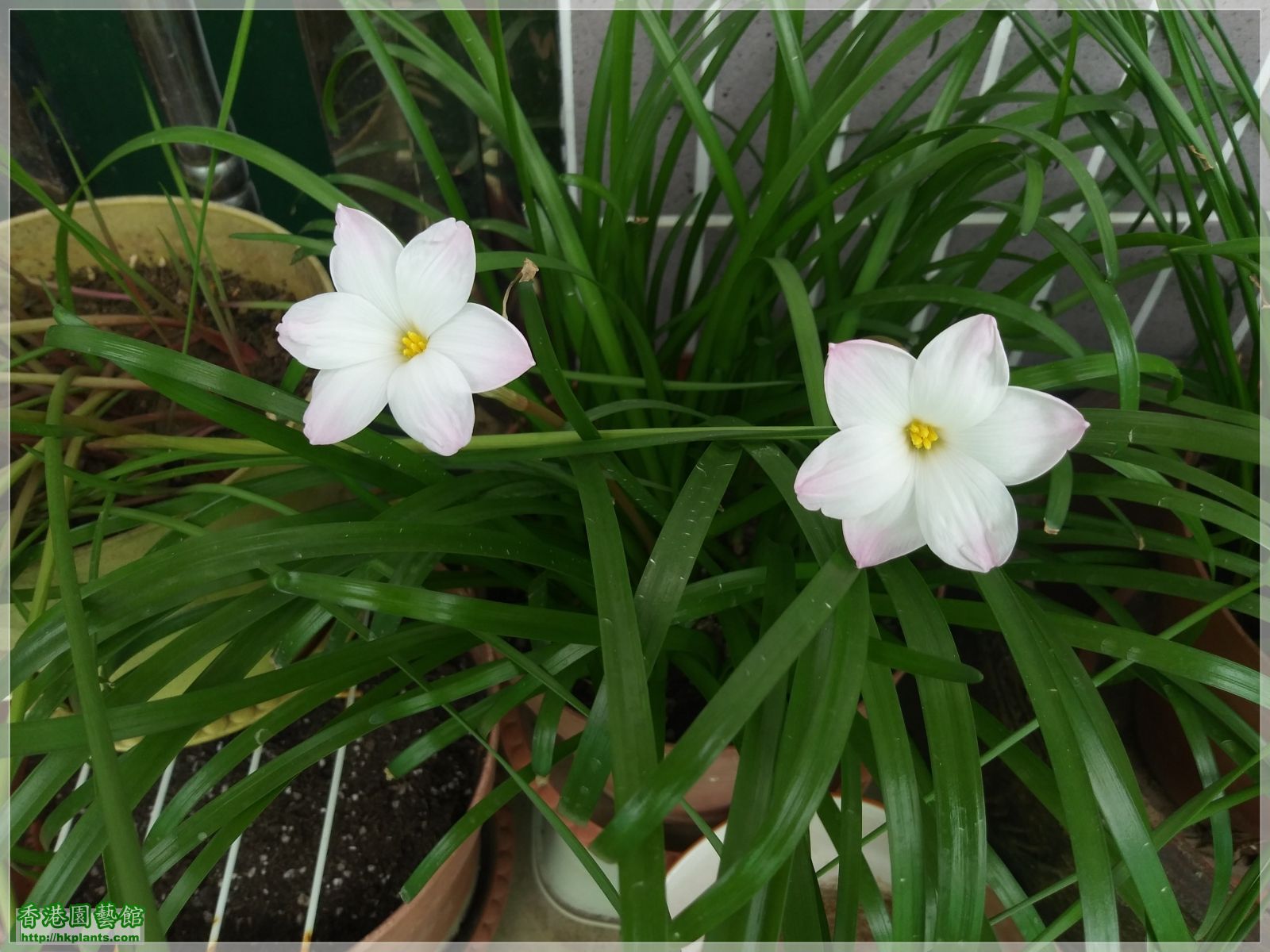 Zephyranthes sp. Labuffarosa 'Lily Pies'-2019-003.jpg