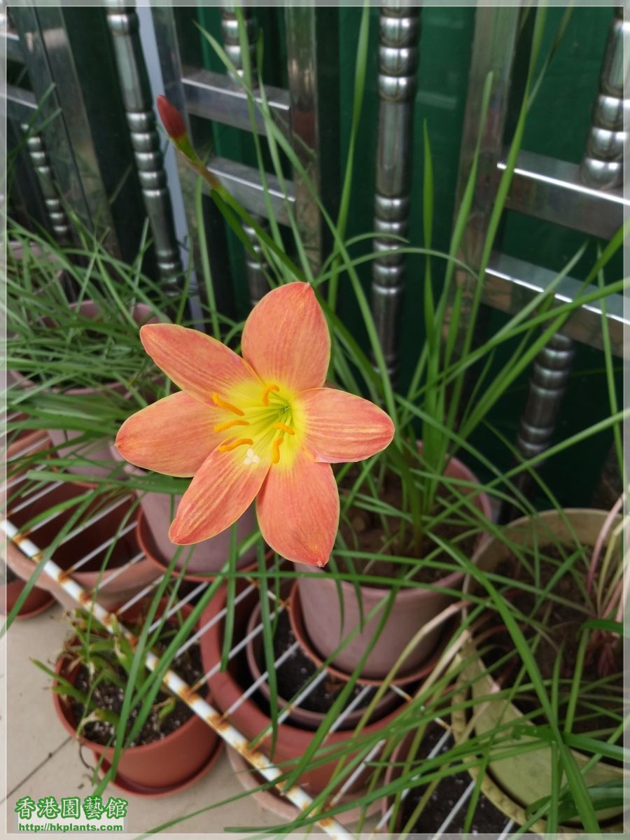 Zephyranthes Java-2019-002.jpg