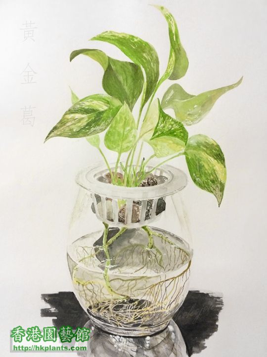 Devil's ivy watercolor