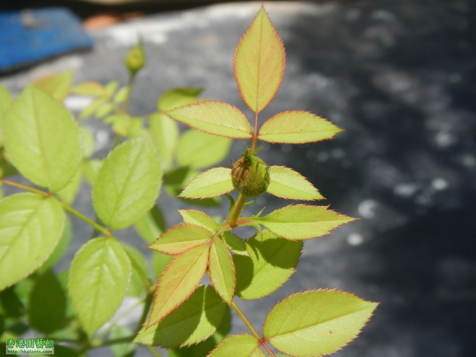 花蕾近攝