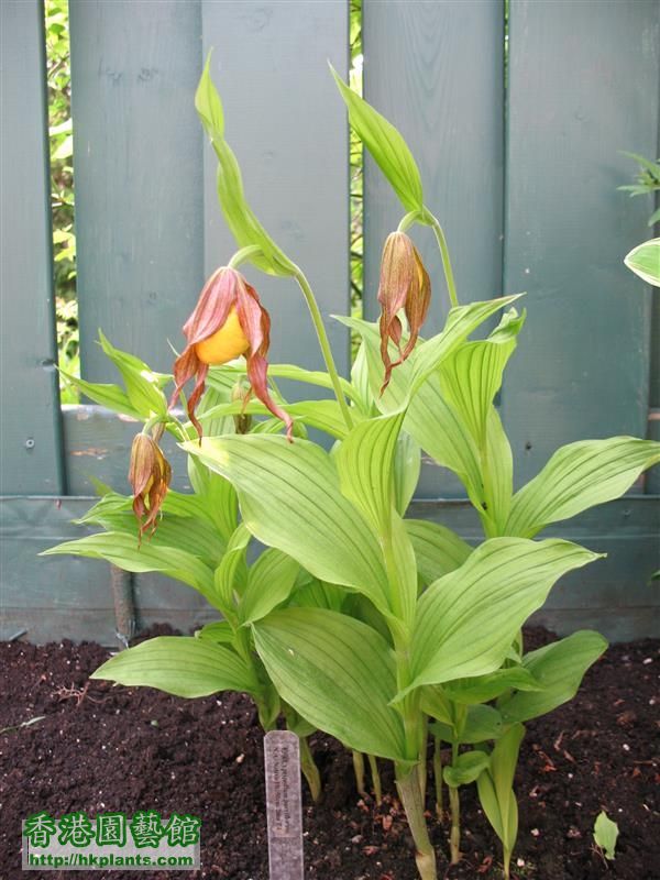 Cypripedium parviflorum (3).JPG