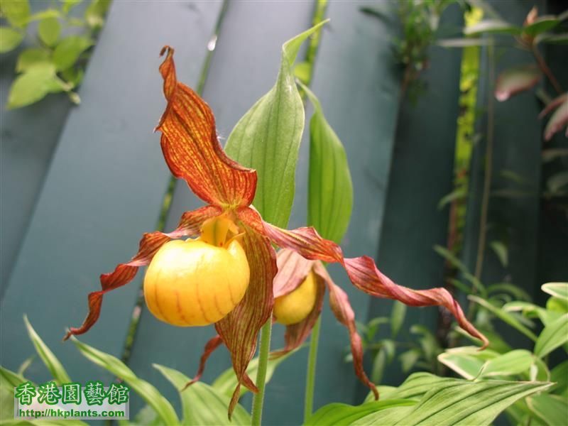 Cypripedium parviflorum (7).JPG