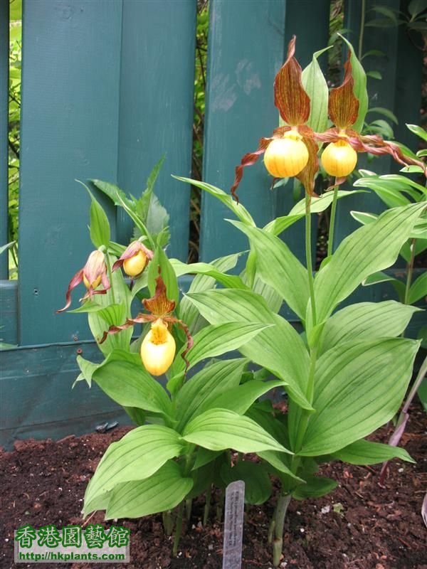 Cypripedium parviflorum (9).JPG