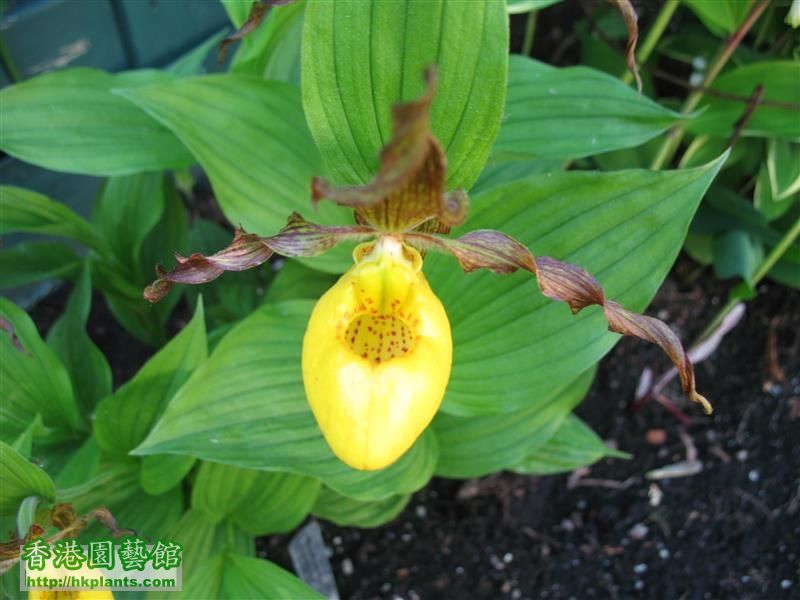 Cypripedium parviflorum (19).JPG