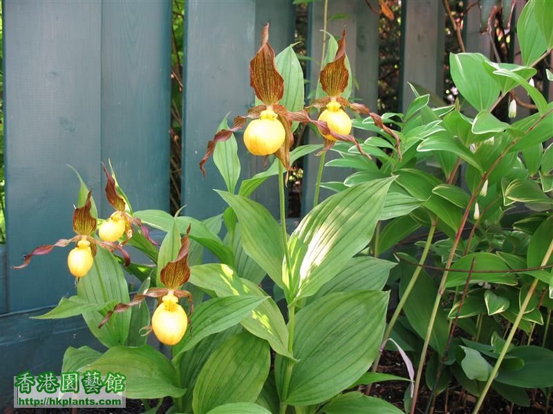 Cypripedium parviflorum (21).JPG