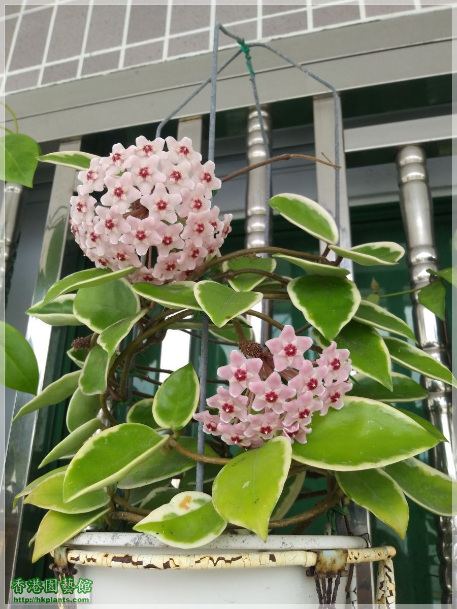 Hoya Carnosa -2019-011.jpg