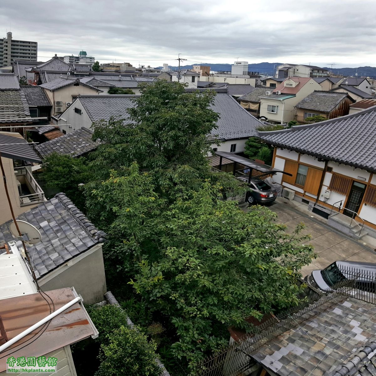 民宿後園