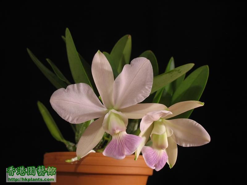 C. walkeriana var coerulea 'Manhattan Blue' (10).JPG