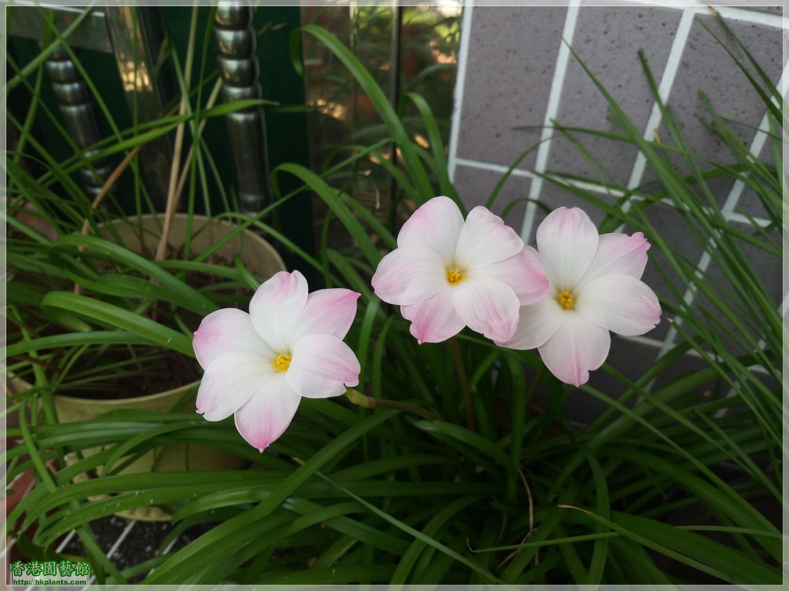 Zephyranthes sp. Labuffarosa 'Lily Pies'-2019-004.jpg