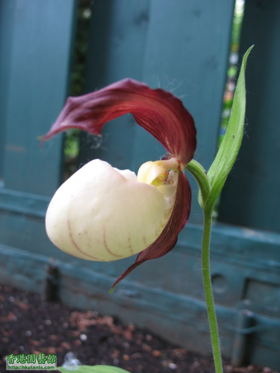 Cypripedium kentuckiense (17).JPG