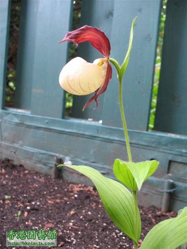 Cypripedium kentuckiense (20).JPG