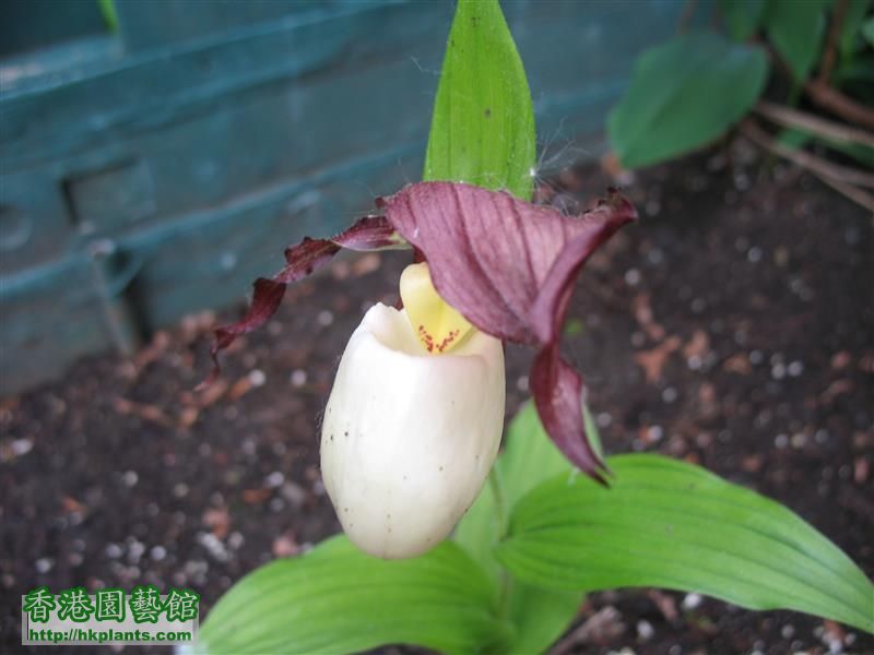 Cypripedium kentuckiense (21).JPG