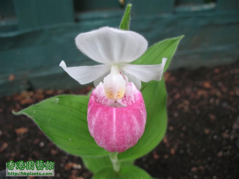 Cypripedium reginae (11).JPG