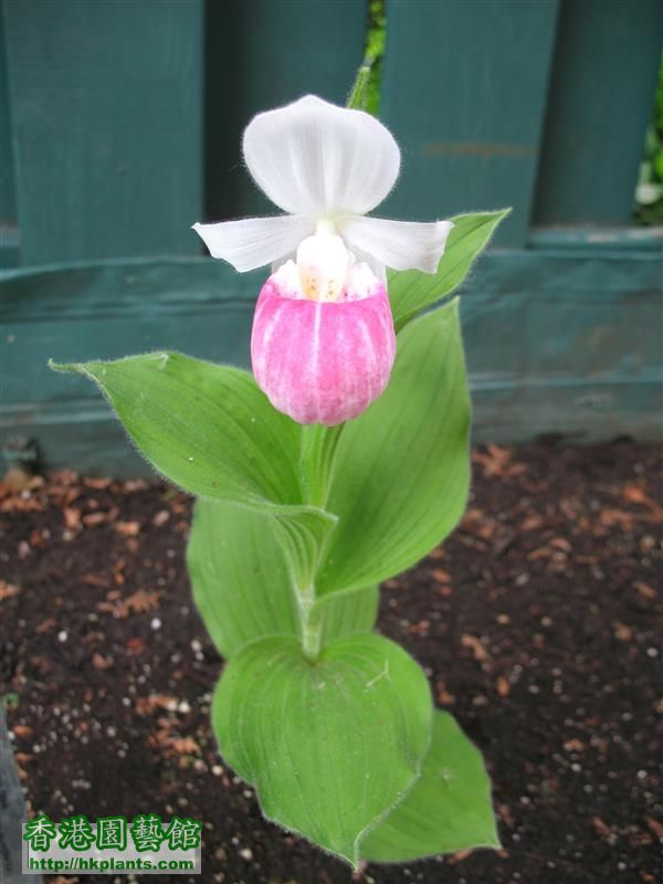 Cypripedium reginae (12).JPG