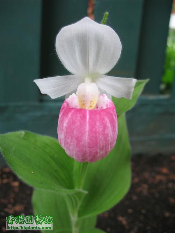 Cypripedium reginae (14).JPG