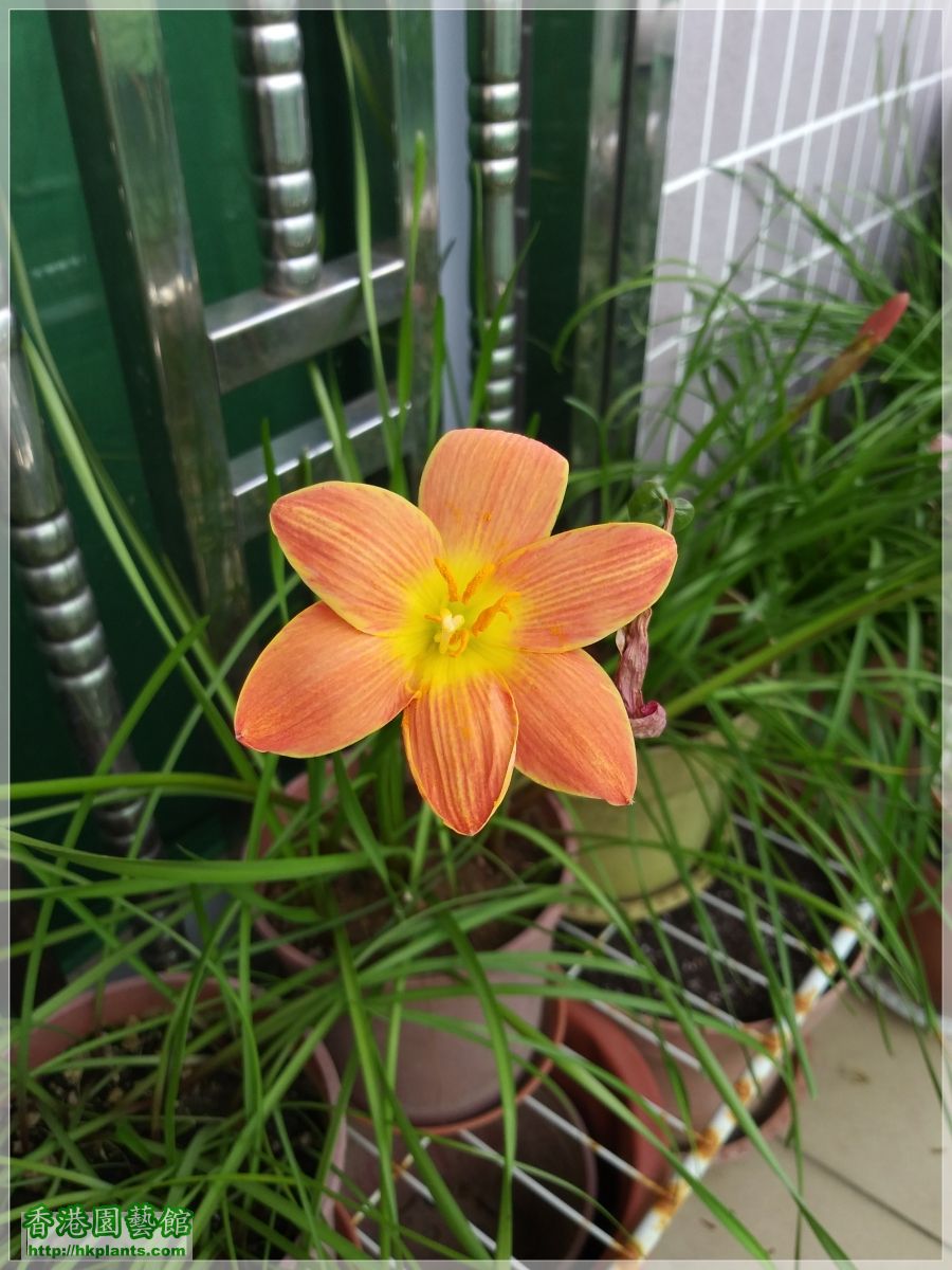 Zephyranthes Java-2019-006.jpg