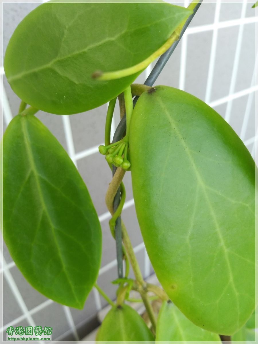 Hoya Mindorensis Yellow Corona-2019-B003.jpg