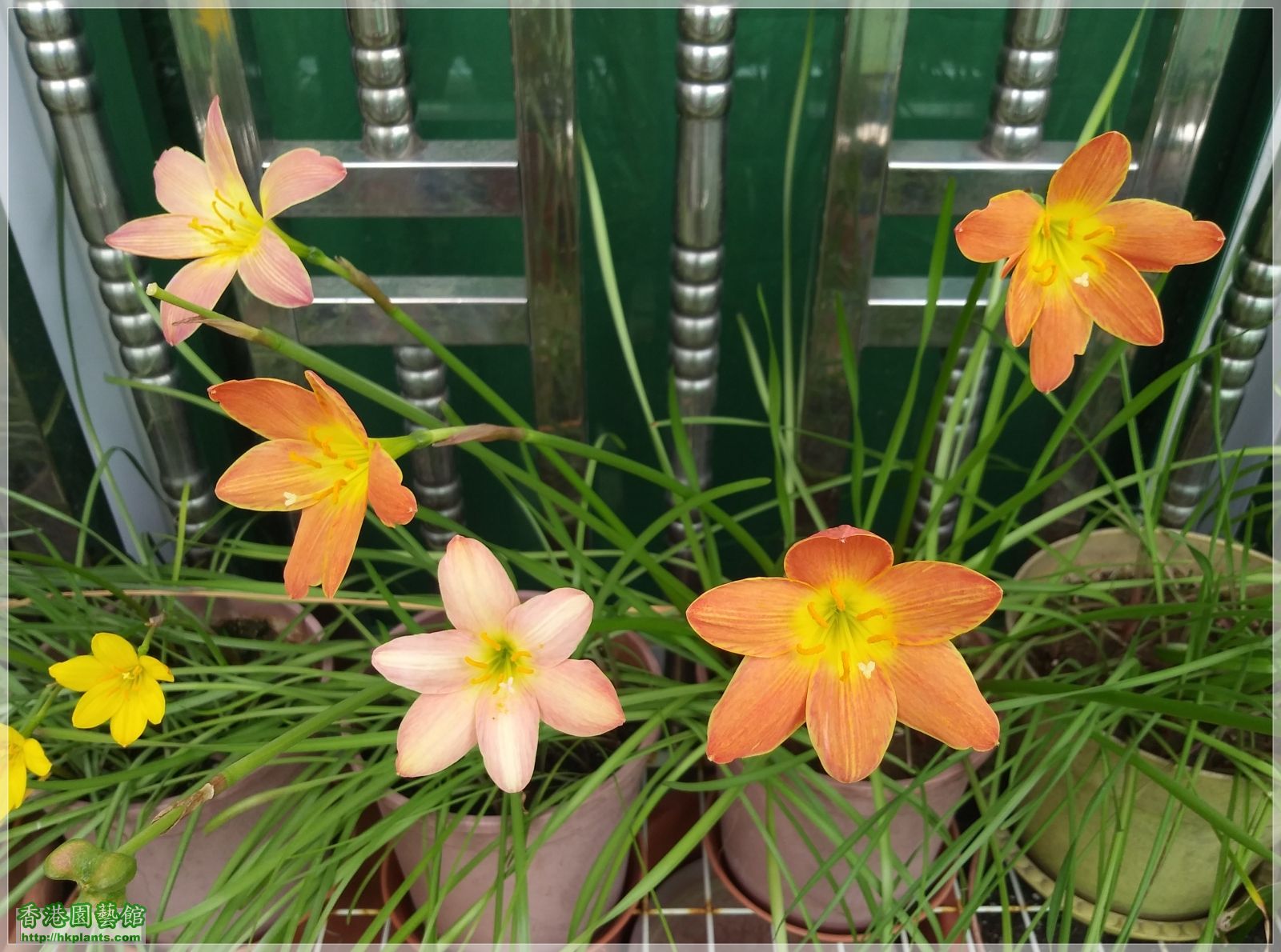 Zephyranthes Java-2019-007.jpg