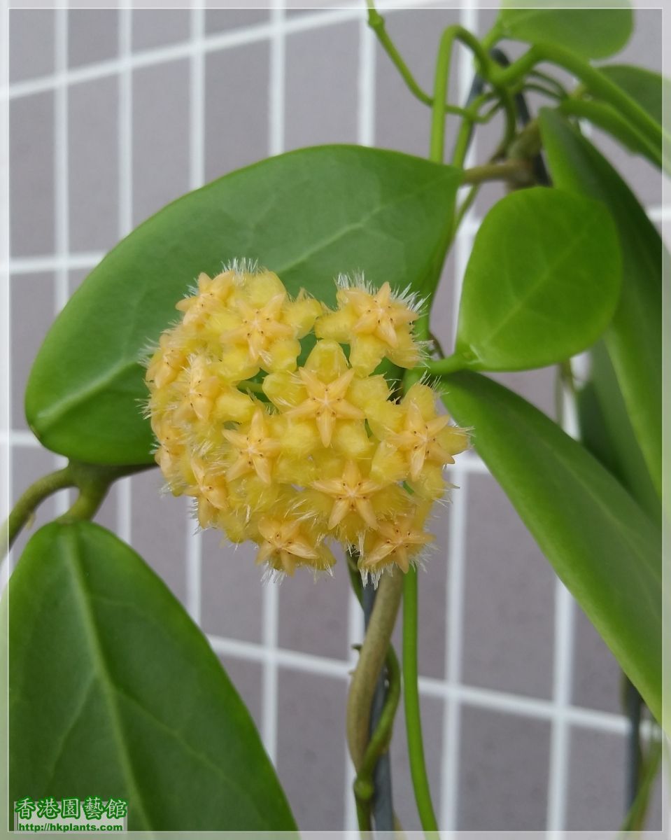 Hoya Mindorensis Yellow Corona-2019-B005.jpg