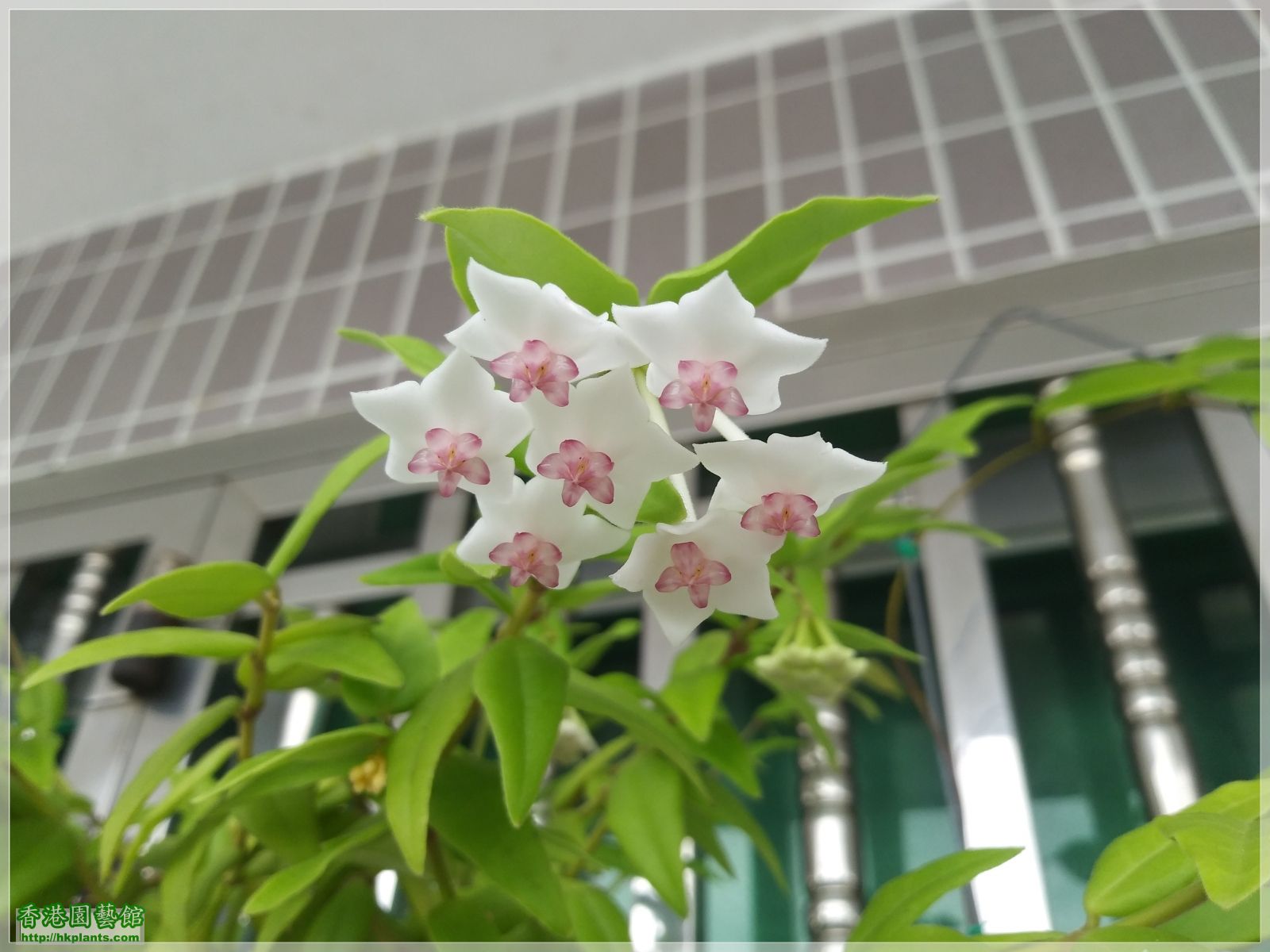 Hoya Bella-2019-006.jpg