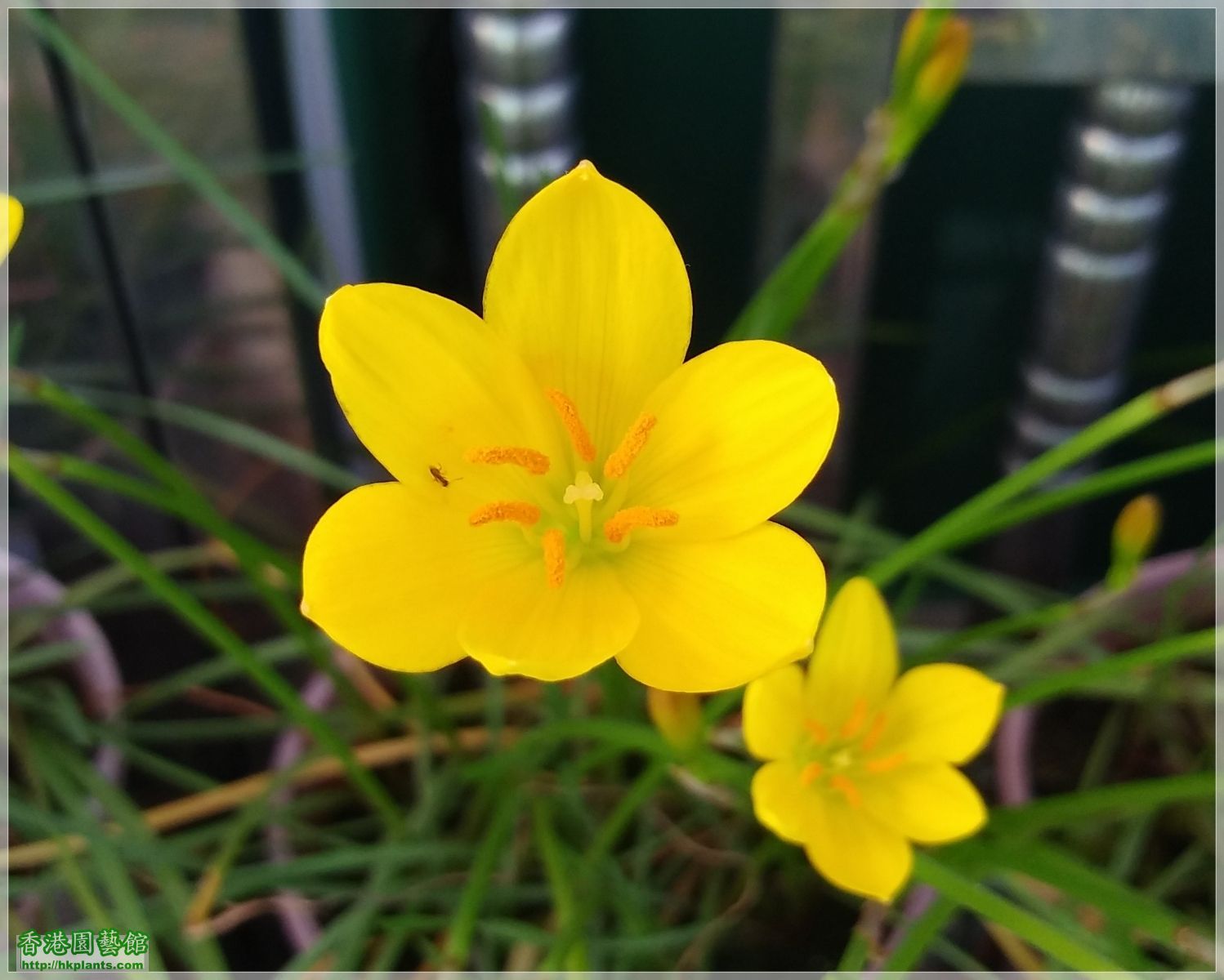 Zephyranthes Citrina-2019-003.jpg