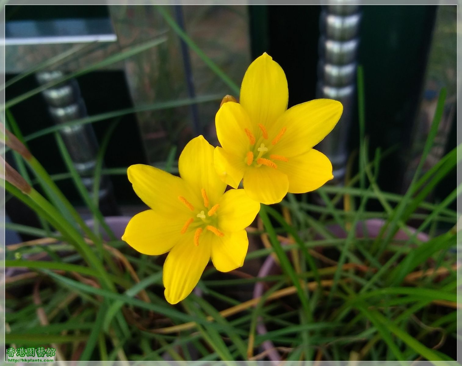 Zephyranthes Citrina-2019-004.jpg