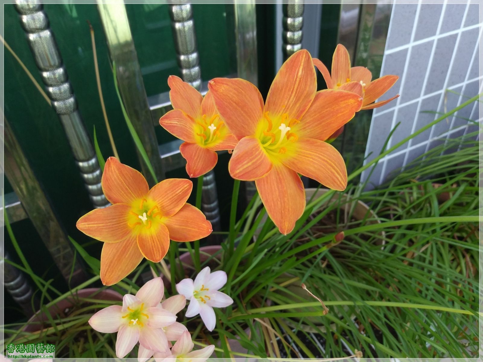 Zephyranthes Java-2019-011.jpg