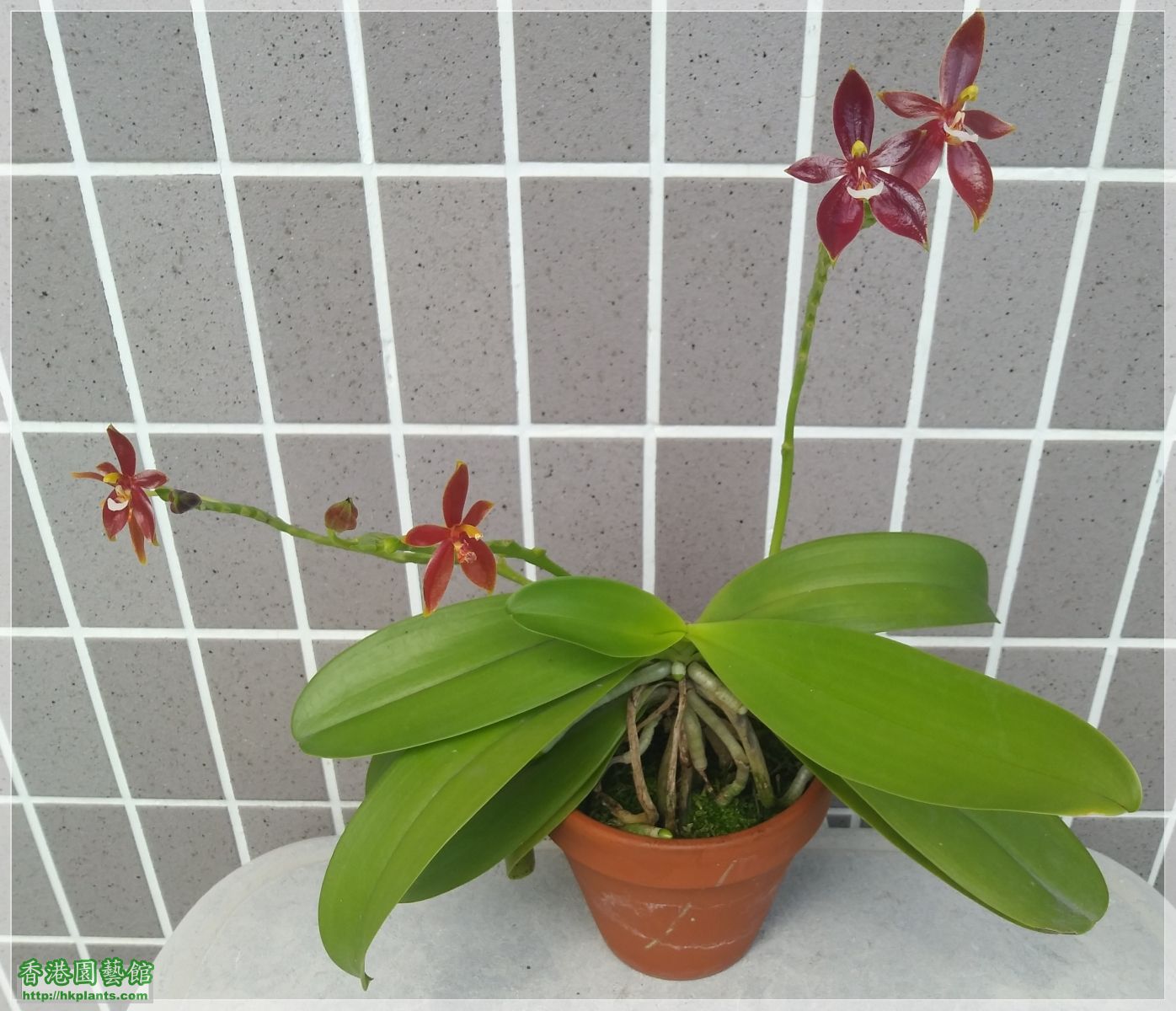 Phalaenopsis cornu-cervi var forma chattaladae 4n-2019-005.jpg