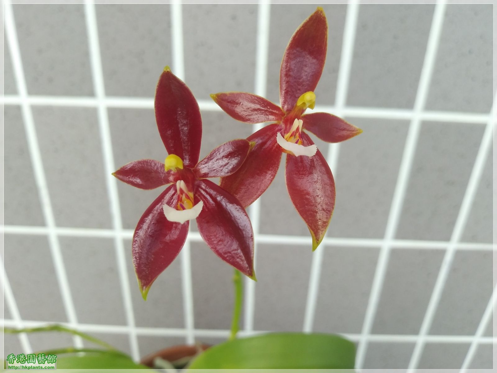 Phalaenopsis cornu-cervi var forma chattaladae 4n-2019-006.jpg