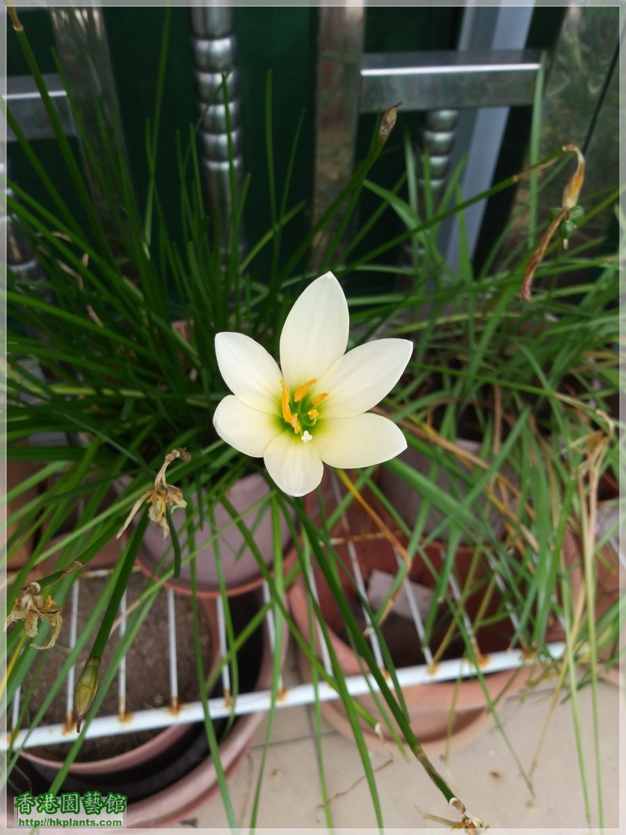 Zephyranthes Ajax-2019-007.jpg