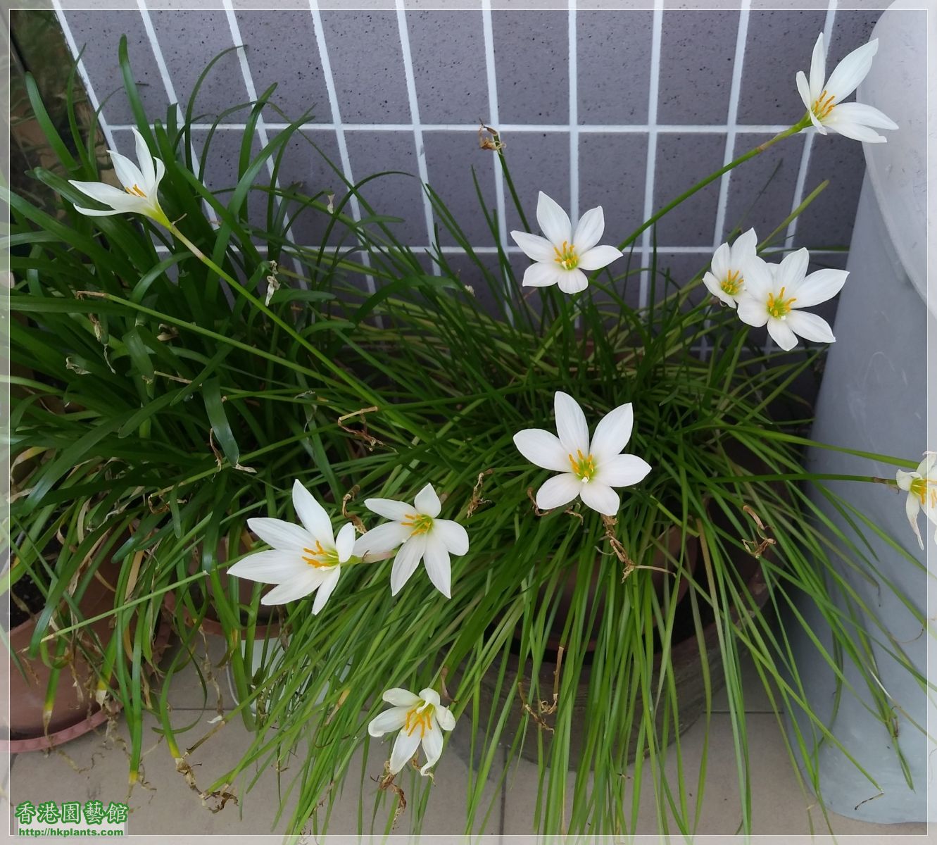 Zephyranthes Candida-2019-006.jpg