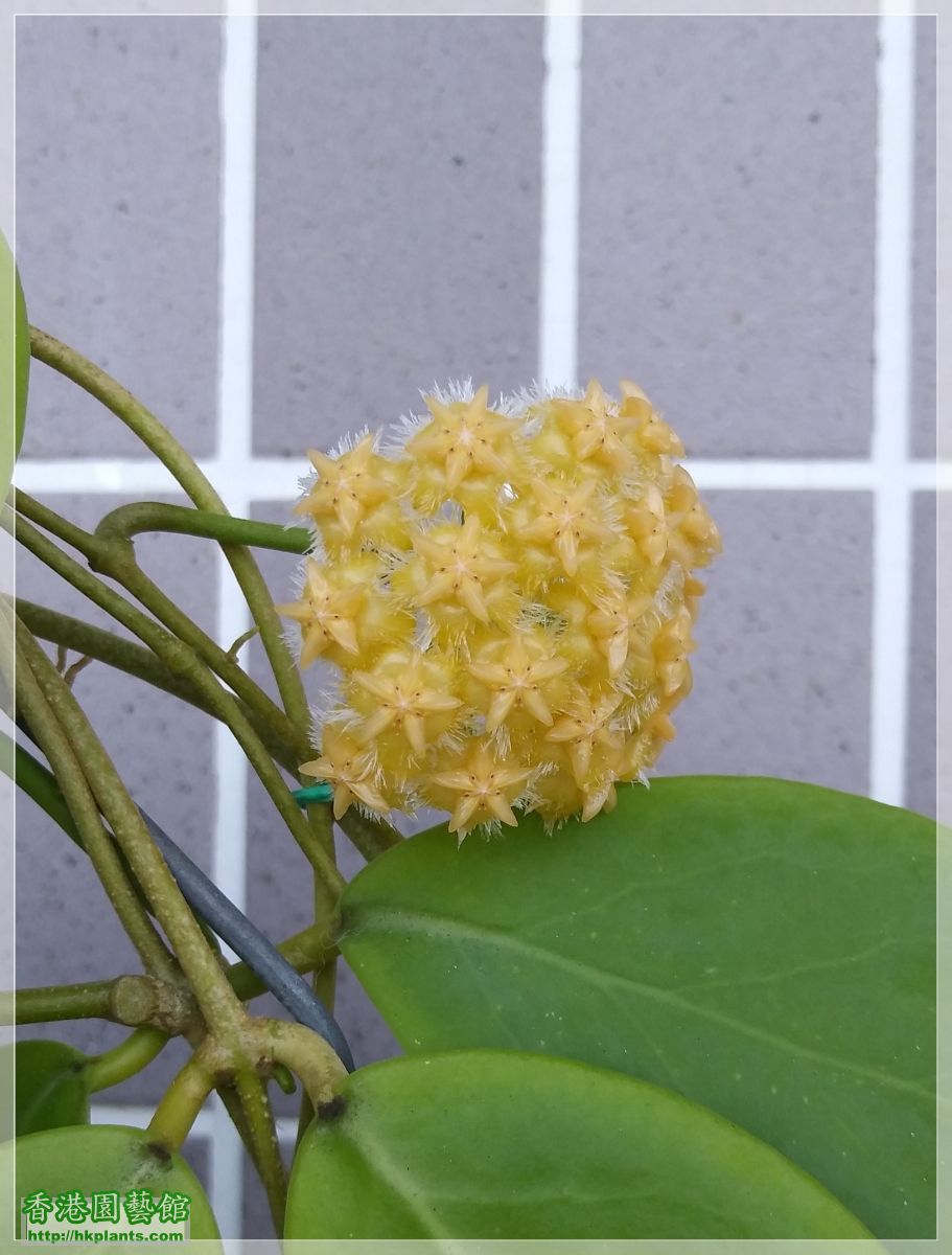 Hoya Mindorensis Yellow Corona-2019-B008.jpg