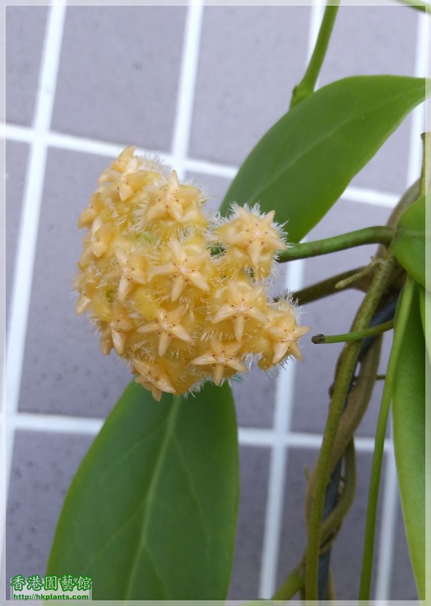 Hoya Mindorensis Yellow Corona-2019-B009.jpg