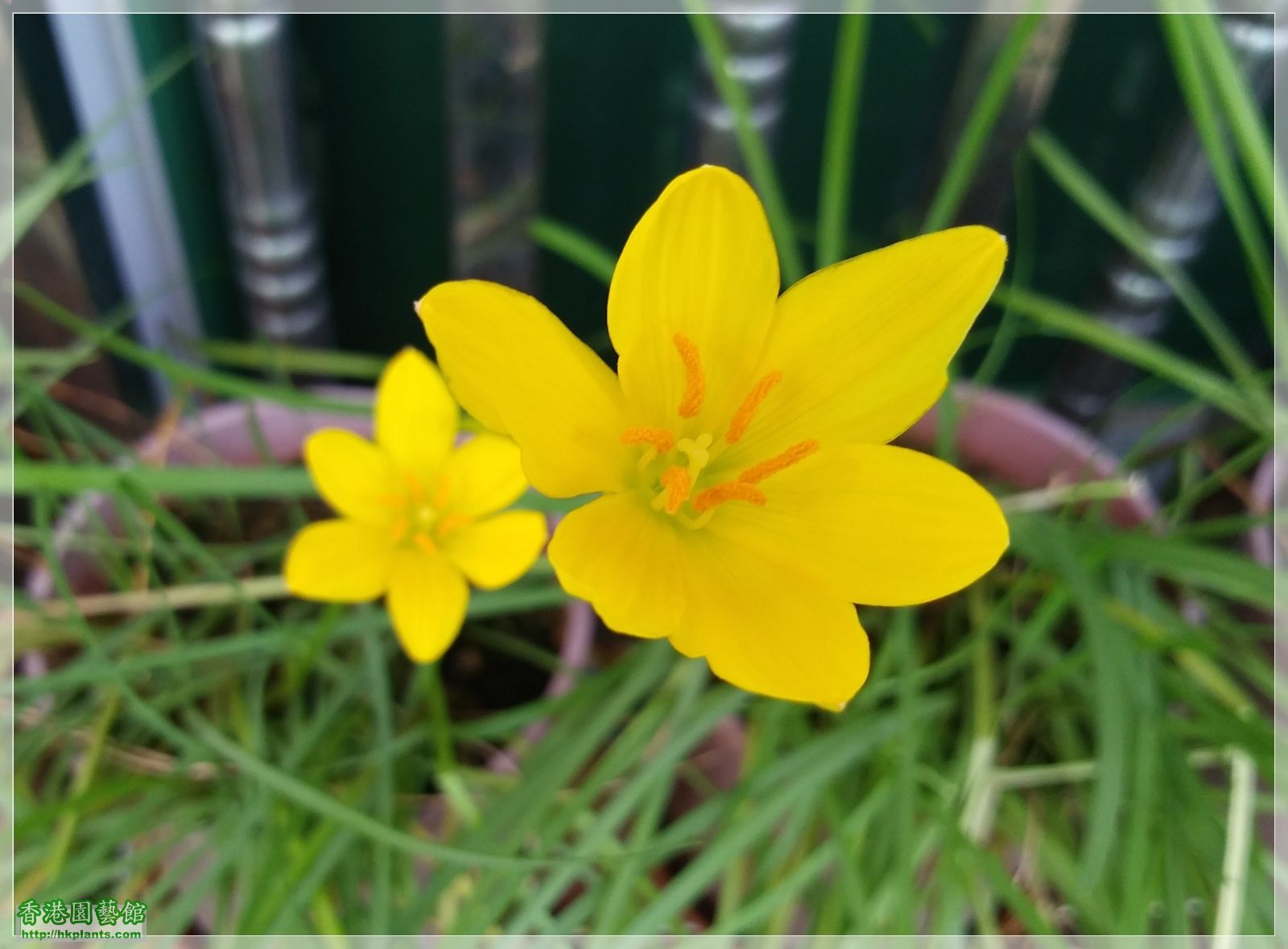 Zephyranthes Citrina-2019-008.jpg