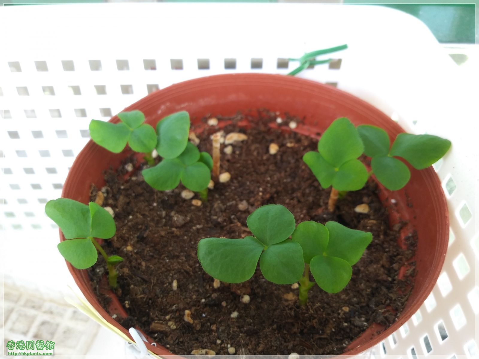 Oxalis Purpurea White-2019-003.jpg