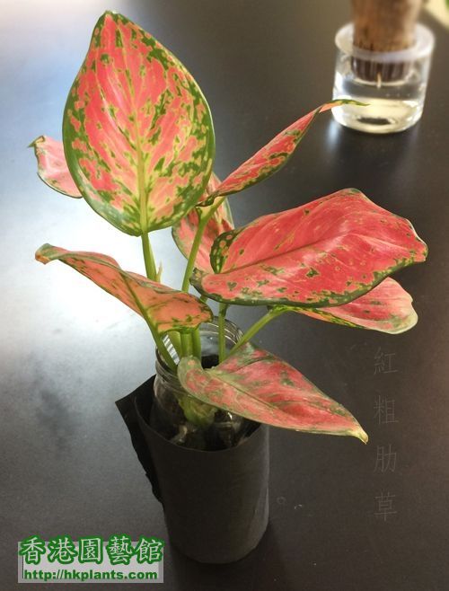 Aglaonema 01