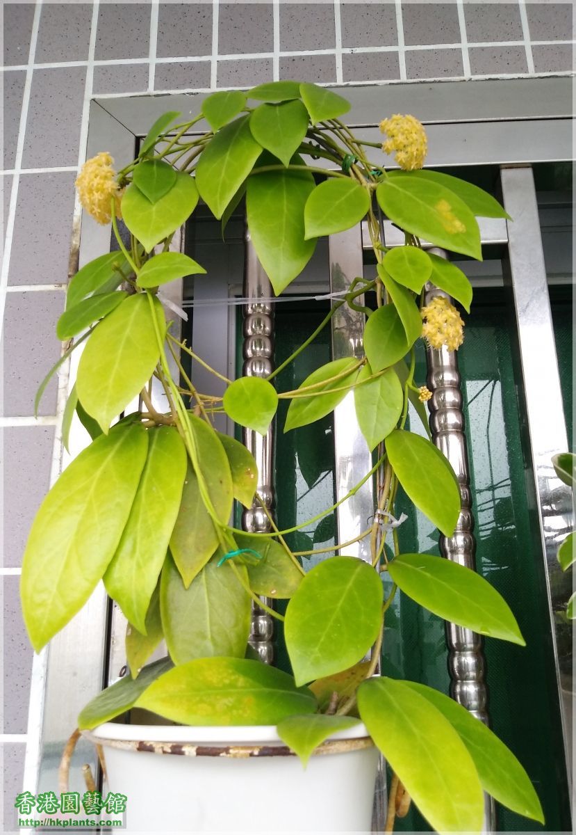 Hoya Mindorensis Yellow Corona-2019-B010.jpg