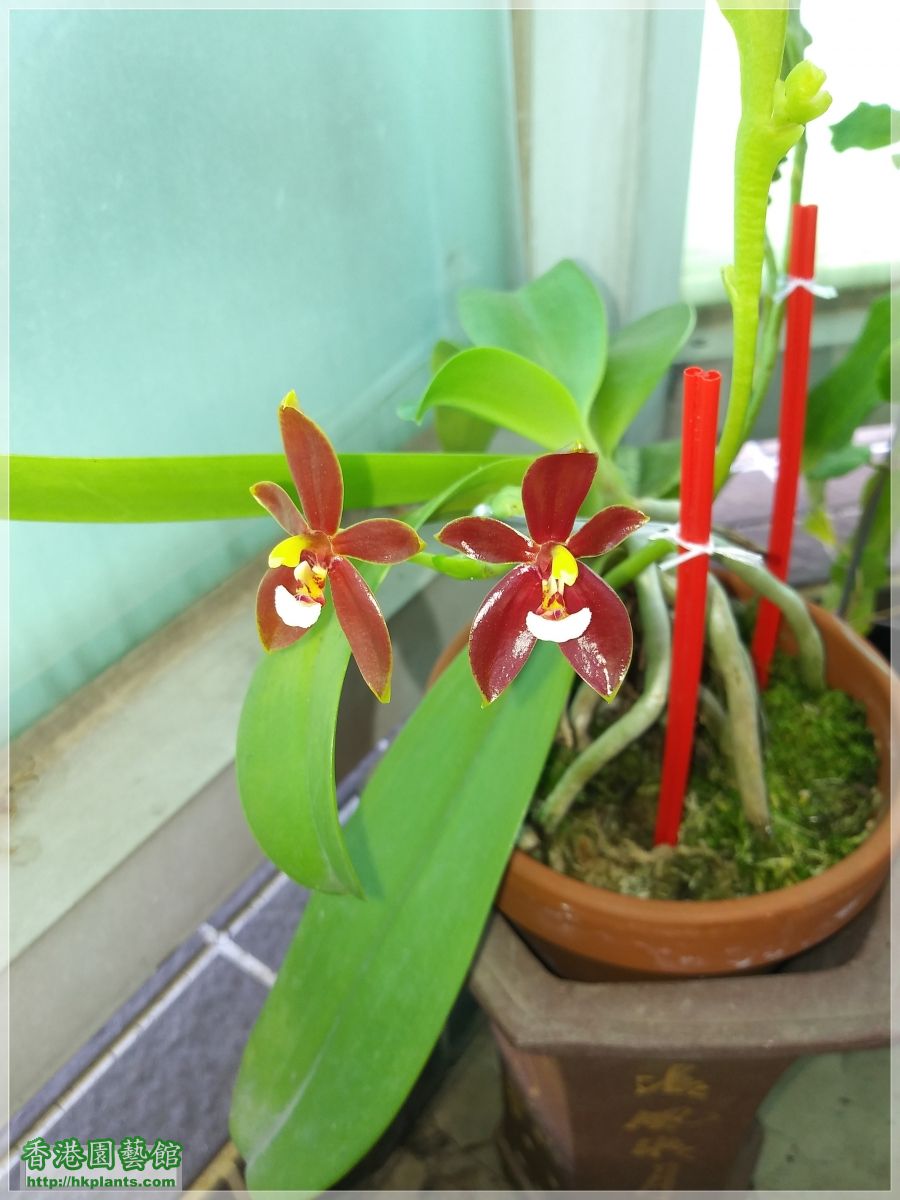 Phalaenopsis cornu-cervi var forma chattaladae 4n-2019-007.jpg