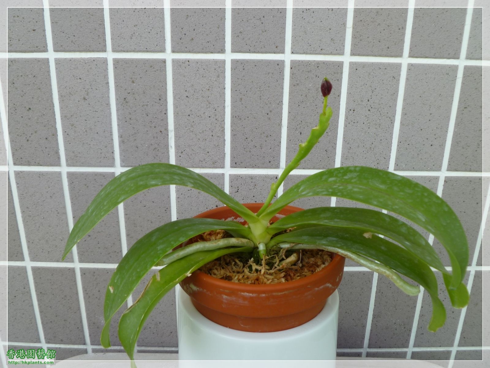 Phalaenopsis cornu-cervi var forma chattaladae 4n-2015-001-泰國紅.JPG
