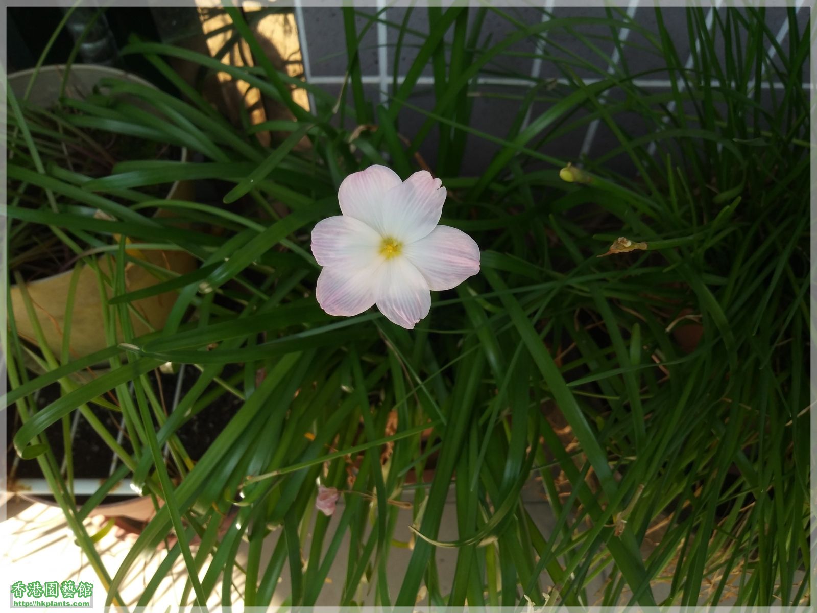 Zephyranthes sp. Labuffarosa Lily Pies-2019-006.jpg